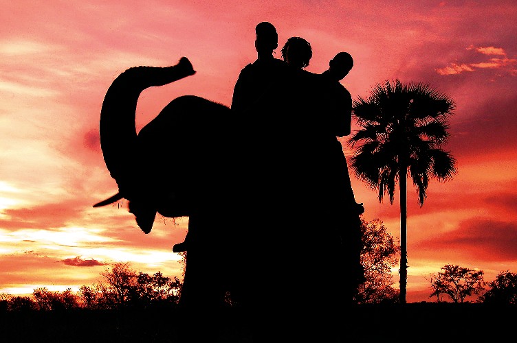 Safari à dos d'éléphants